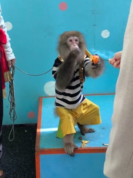 おさるランド＆アニタウン　日光さる軍団劇場に投稿された画像（2021/11/10）