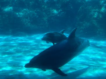 名古屋港水族館に投稿された画像（2021/11/10）