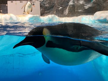 名古屋港水族館に投稿された画像（2021/11/10）