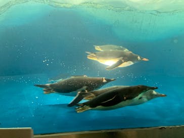 名古屋港水族館に投稿された画像（2021/11/10）