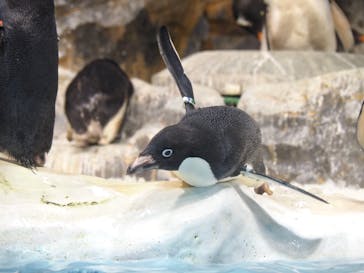 名古屋港水族館に投稿された画像（2021/11/10）