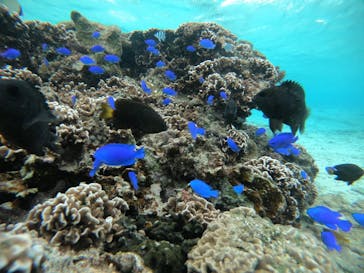 武藤潜水に投稿された画像（2021/11/10）