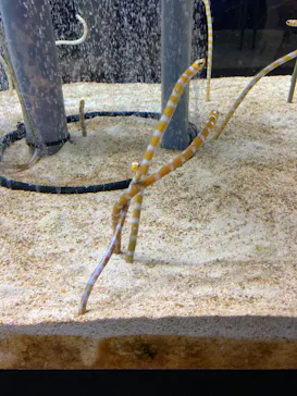 すみだ水族館に投稿された画像（2021/11/10）