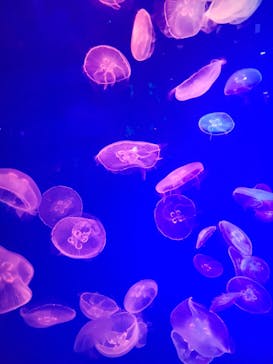 名古屋港水族館に投稿された画像（2021/11/10）