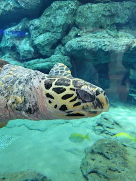 名古屋港水族館に投稿された画像（2021/11/10）