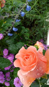 西武園ゆうえんちに投稿された画像（2021/11/10）