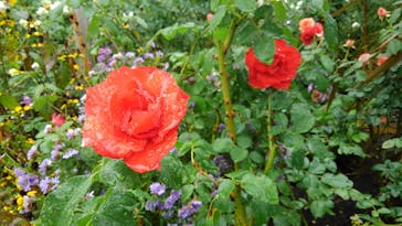 西武園ゆうえんちに投稿された画像（2021/11/10）