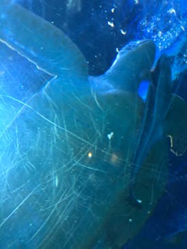 しながわ水族館に投稿された画像（2021/11/10）