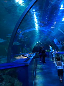 しながわ水族館に投稿された画像（2021/11/10）