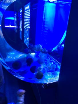 しながわ水族館に投稿された画像（2021/11/10）