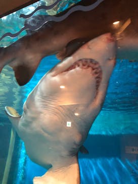 しながわ水族館に投稿された画像（2021/11/10）