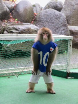 おさるランド＆アニタウン　日光さる軍団劇場に投稿された画像（2021/11/10）