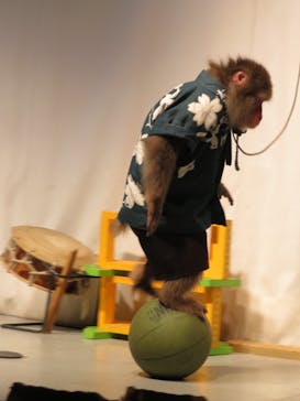 おさるランド＆アニタウン　日光さる軍団劇場に投稿された画像（2021/11/10）