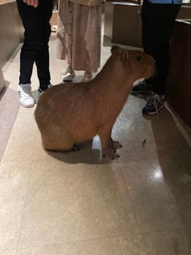 Moff animal world MARK IS みなとみらい店に投稿された画像（2021/11/10）