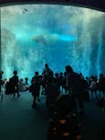 新江ノ島水族館に投稿された画像（2021/11/10）