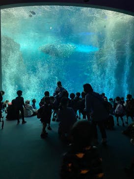 新江ノ島水族館に投稿された画像（2021/11/10）