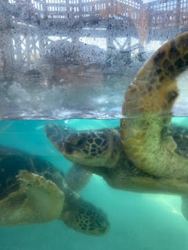 新江ノ島水族館に投稿された画像（2021/11/10）