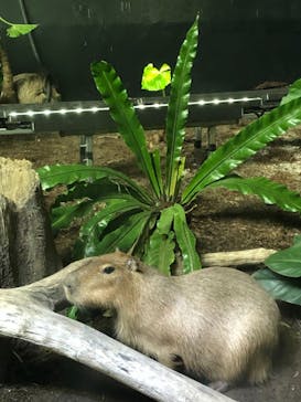 カワスイ 川崎⽔族館に投稿された画像（2021/11/10）