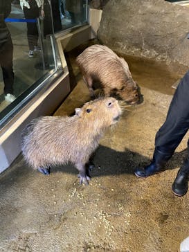 マクセル アクアパーク品川に投稿された画像（2021/11/10）