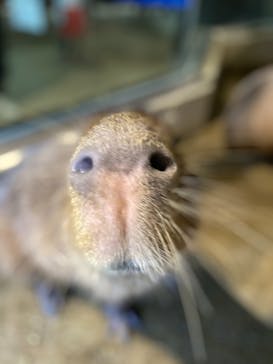 マクセル アクアパーク品川に投稿された画像（2021/11/10）