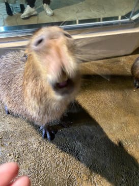 マクセル アクアパーク品川に投稿された画像（2021/11/10）