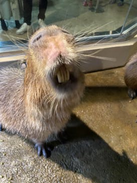 マクセル アクアパーク品川に投稿された画像（2021/11/10）