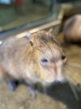 マクセル アクアパーク品川に投稿された画像（2021/11/10）