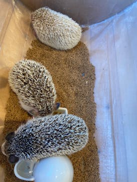 カワウソカフェHARRY原宿テラス店に投稿された画像（2021/11/11）