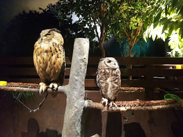 Moff animal world MARK IS みなとみらい店に投稿された画像（2021/11/11）