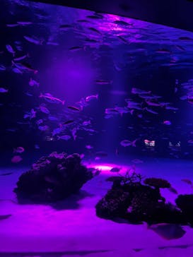サンシャイン水族館に投稿された画像（2021/11/11）