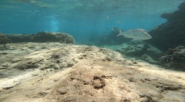 武藤潜水に投稿された画像（2021/11/11）