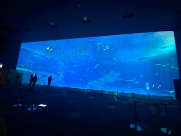 沖縄美ら海水族館に投稿された画像（2021/11/11）