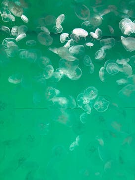 アクアワールド茨城県大洗水族館に投稿された画像（2021/11/11）