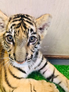 しろとり動物園に投稿された画像（2021/11/11）