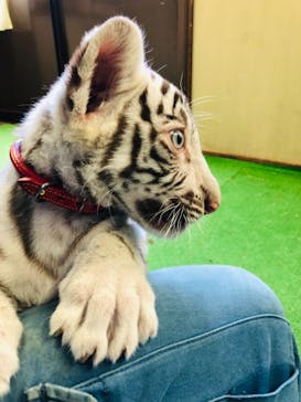 しろとり動物園に投稿された画像（2021/11/11）