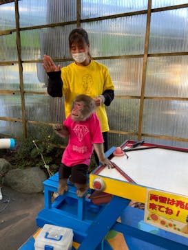 おさるランド＆アニタウン　日光さる軍団劇場に投稿された画像（2021/11/11）