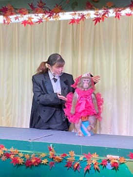 おさるランド＆アニタウン　日光さる軍団劇場に投稿された画像（2021/11/11）