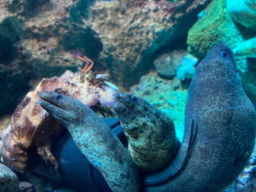 新江ノ島水族館に投稿された画像（2021/11/11）