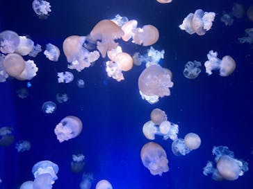 新江ノ島水族館に投稿された画像（2021/11/11）