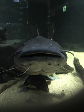 カワスイ 川崎⽔族館に投稿された画像（2021/11/11）