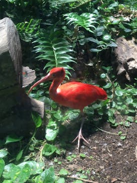 カワスイ 川崎⽔族館に投稿された画像（2021/11/11）