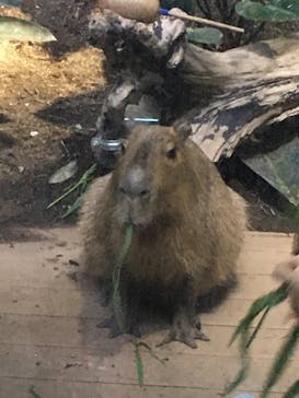 カワスイ 川崎⽔族館に投稿された画像（2021/11/11）