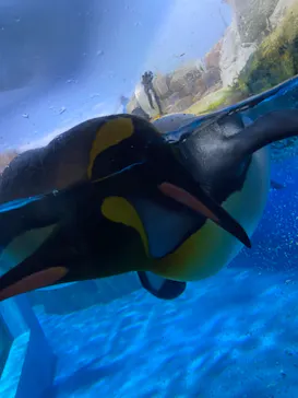 横浜・八景島シーパラダイスに投稿された画像（2021/11/11）