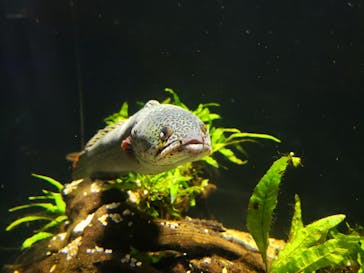 カワスイ 川崎⽔族館に投稿された画像（2021/11/11）