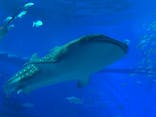 沖縄美ら海水族館に投稿された画像（2021/11/12）