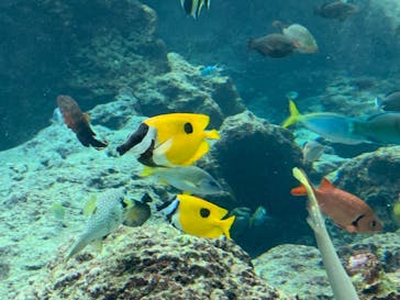 沖縄美ら海水族館に投稿された画像（2021/11/12）