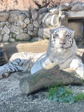 東武動物公園に投稿された画像（2021/11/12）