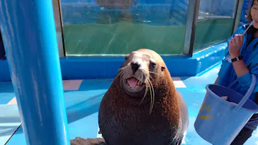 ゼロ距離水族館 伊勢シーパラダイスに投稿された画像（2021/11/12）