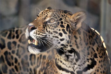 東武動物公園に投稿された画像（2021/11/12）