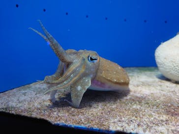 サンシャイン水族館に投稿された画像（2021/11/12）